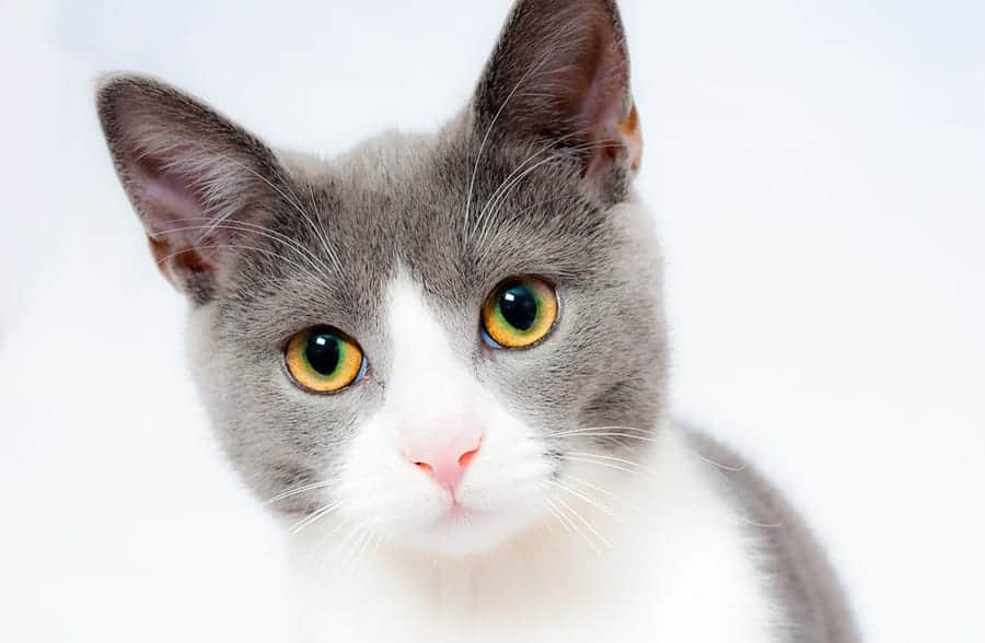 unisex cat names - cat with grey fur