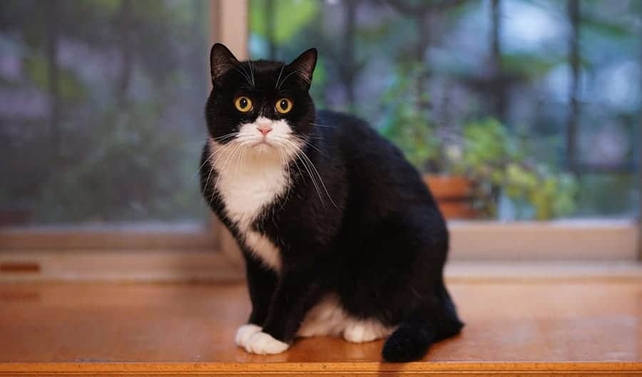 cute black and white cat with big eyes