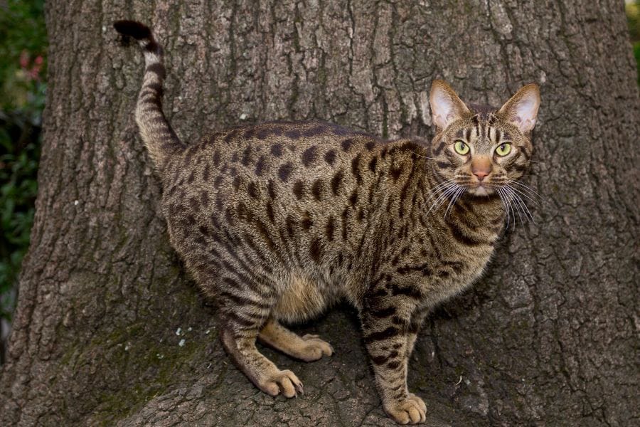 Hypoallergenic cat breeds - Ocicat