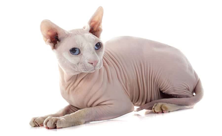 Sphynx