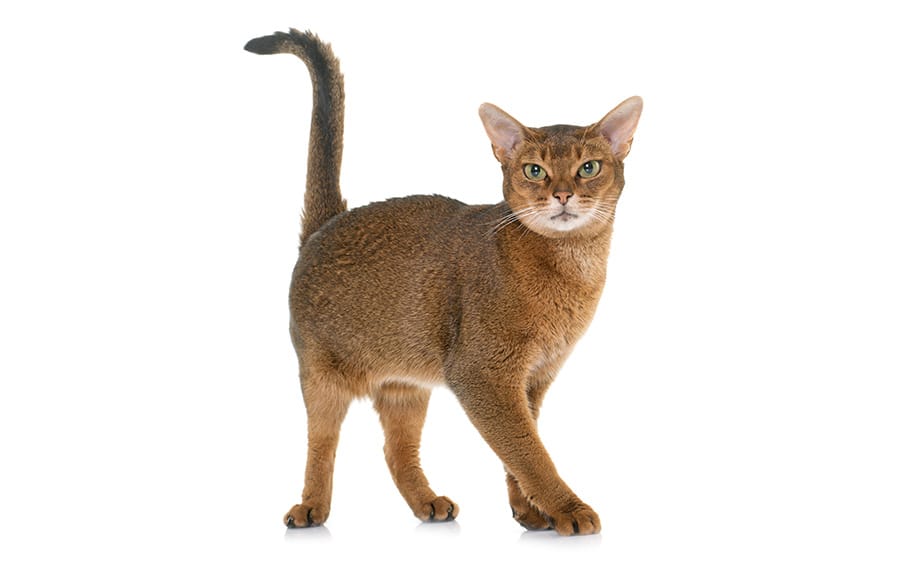 Abyssinian Cat on a white background