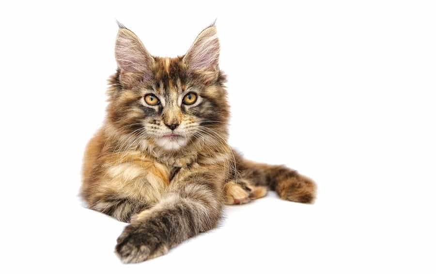 striped maine coon cat