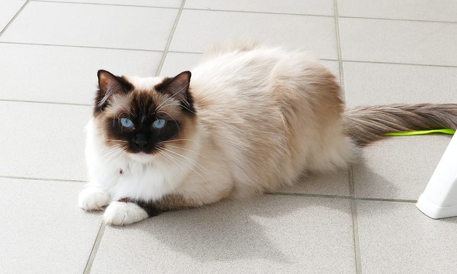 ragdoll cat laying on floor