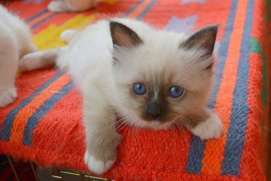 cute Birman kitten