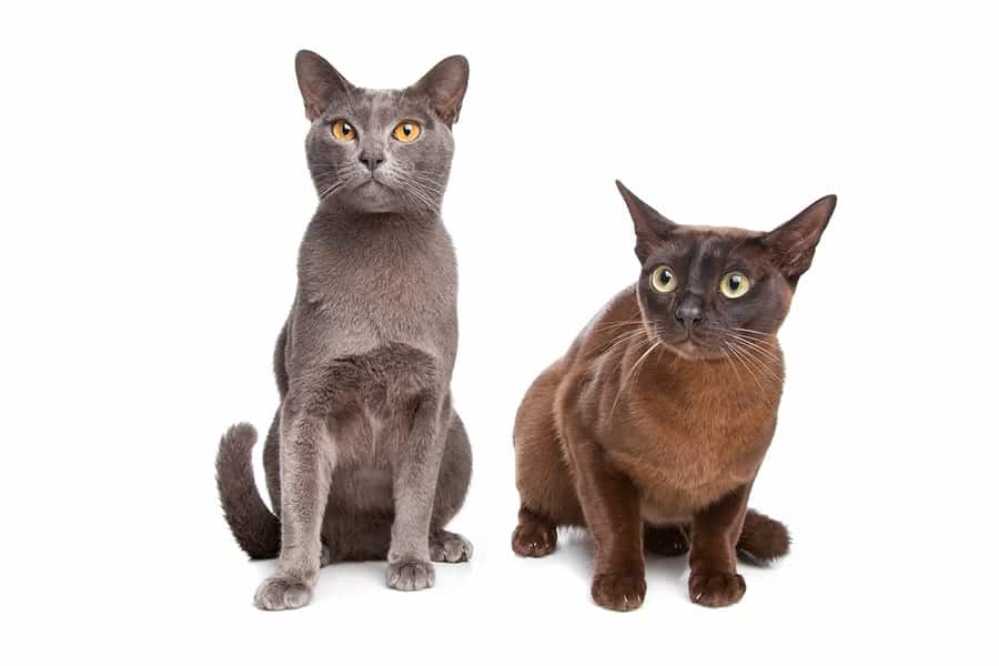 two Burmese cats one brown and one grey