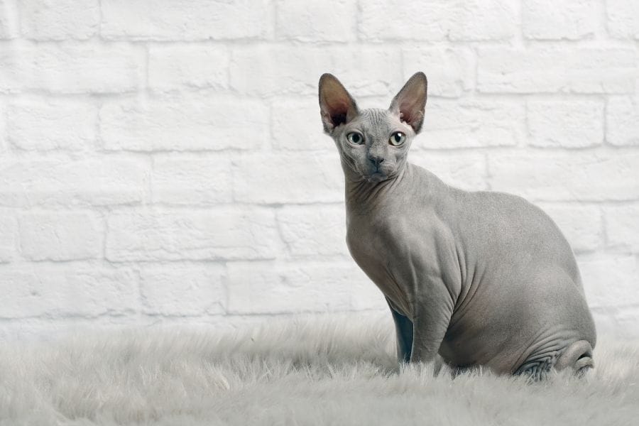grey sphynx cat on brick wall