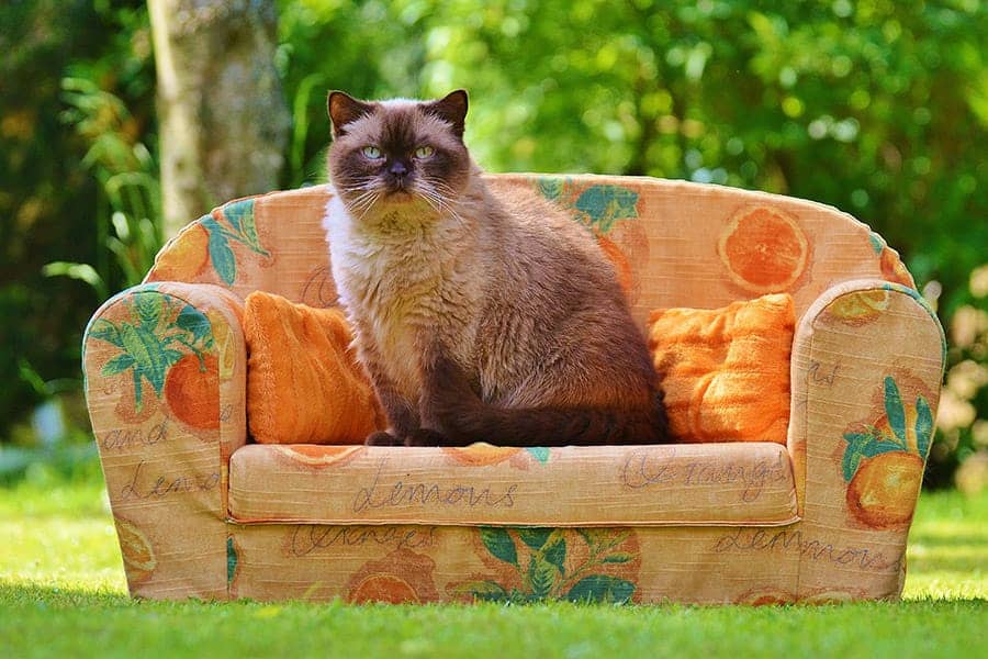 Brown cat names - sitting on couch
