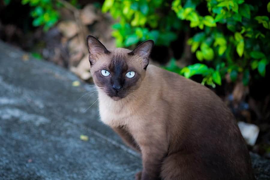 brown siamese cat