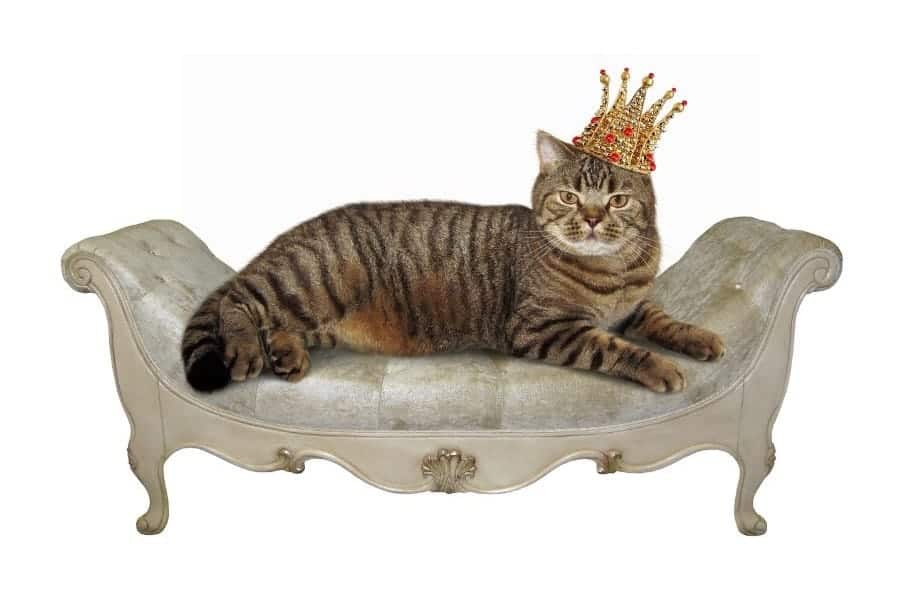 Regal cat names - cat wearing crown