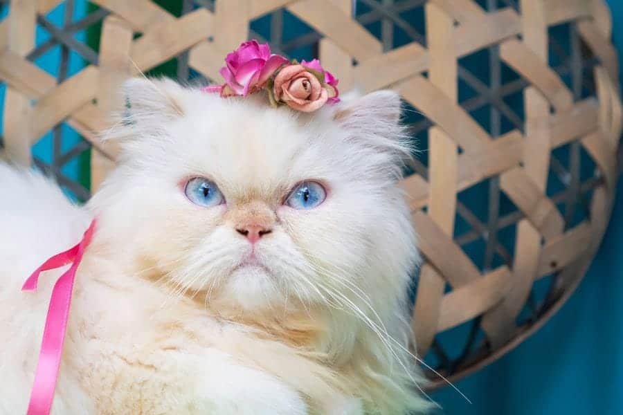 cat with flowers in its hair