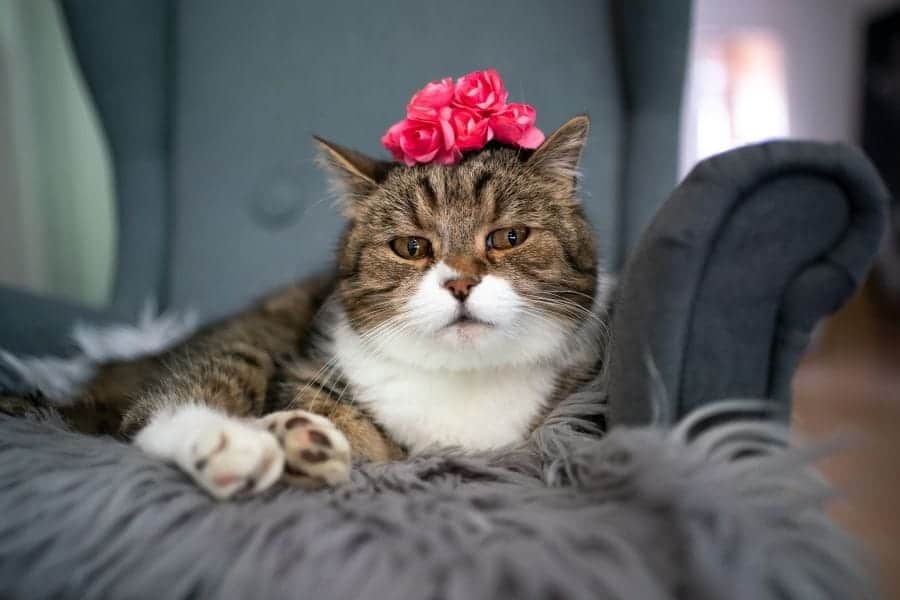 cat with a bouquet of flowers on its head