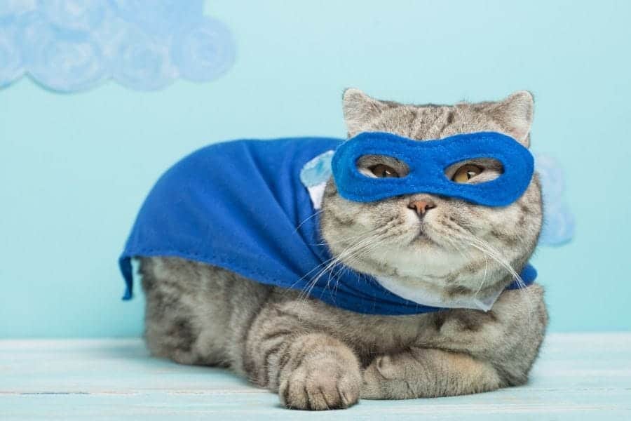 Superhero cat names - cat with blue mask