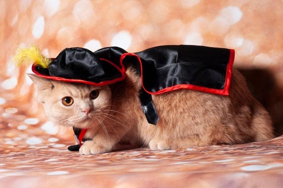Zorro cat