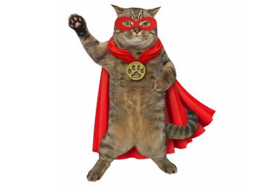 cat dressed as a super hero