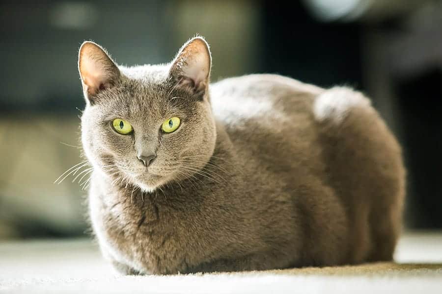 Russian cat names - grey cat