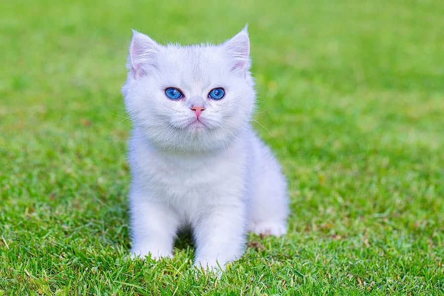 white kitten in the grass