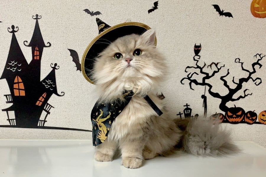 Cat with witch costume