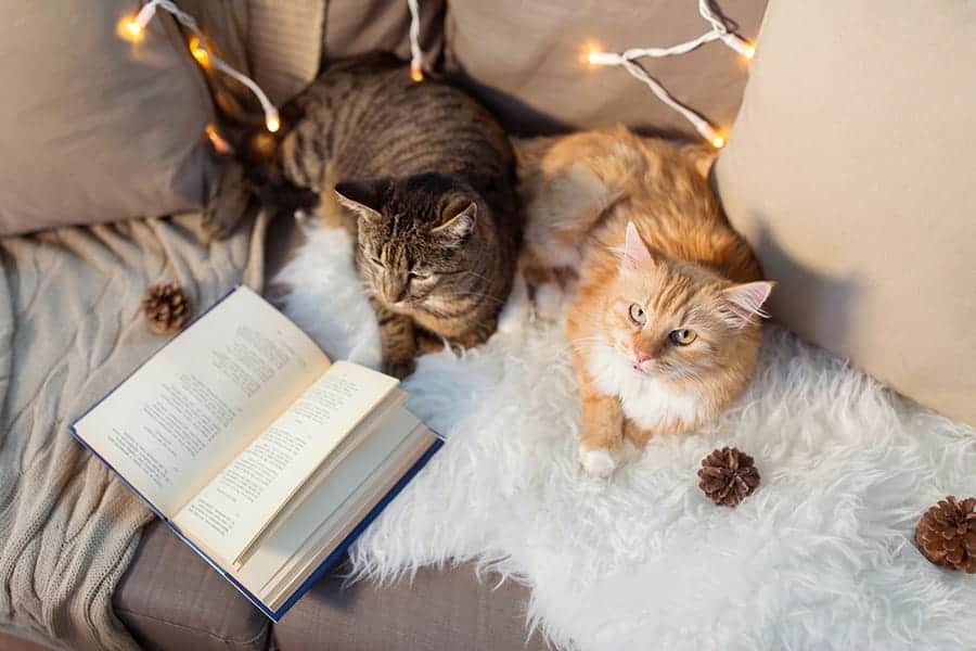 two cats with a book