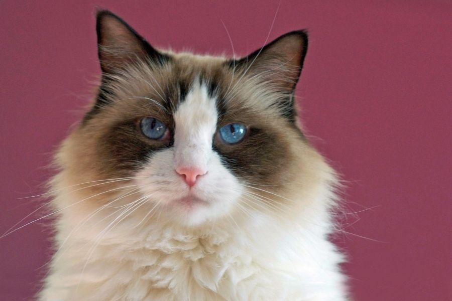 Blue eyed feline with long coat