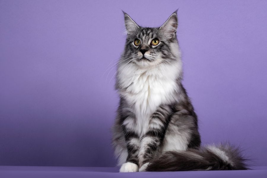 striped grey black and white cat