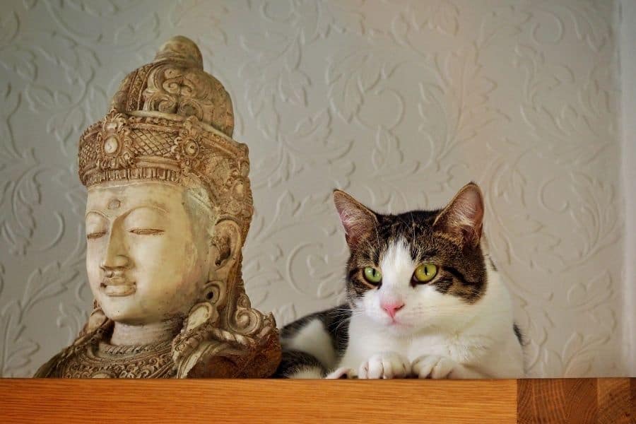 Cat with spiritual statue