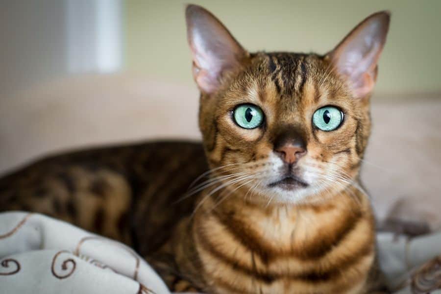 Cat with gorgeous green eyes