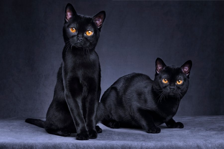 two black cats on a dark background