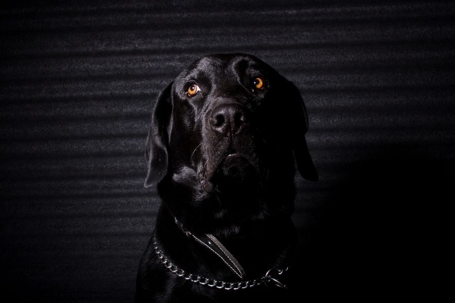 Black dog with spooky look 