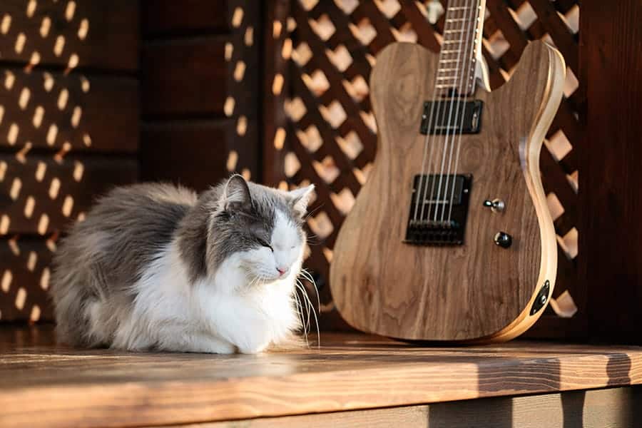 cat near an electric guitar