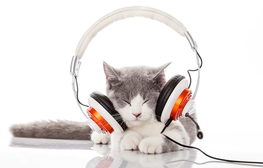 cat wearing headphones