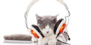 music cat names - cat with headphones