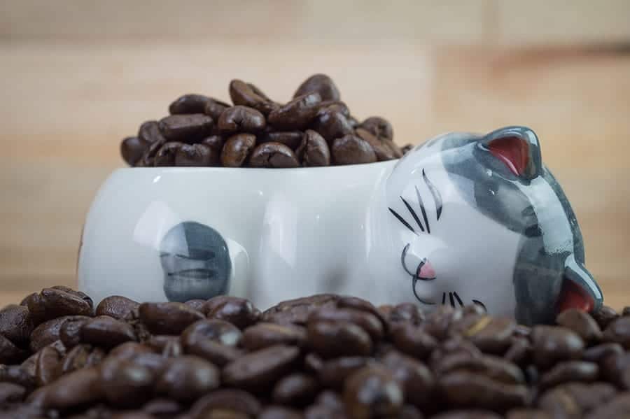 coffee beans in a cat container