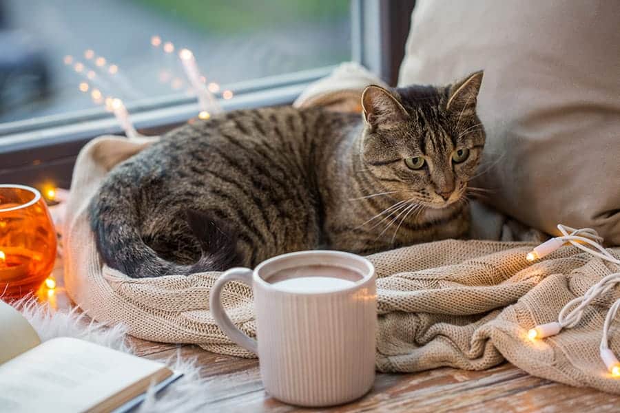 grey striped cat laying near a coffee mug