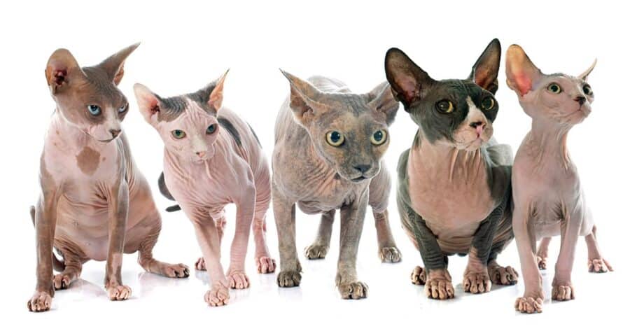 group of hairless sphynx cats
