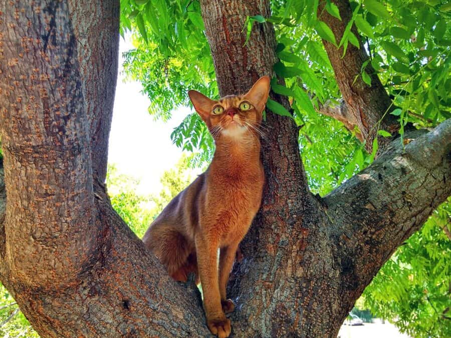 Abyssinian Cat in a tree