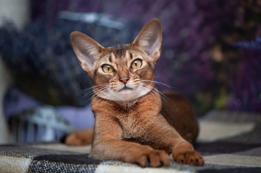 Abyssinian Cat portrait