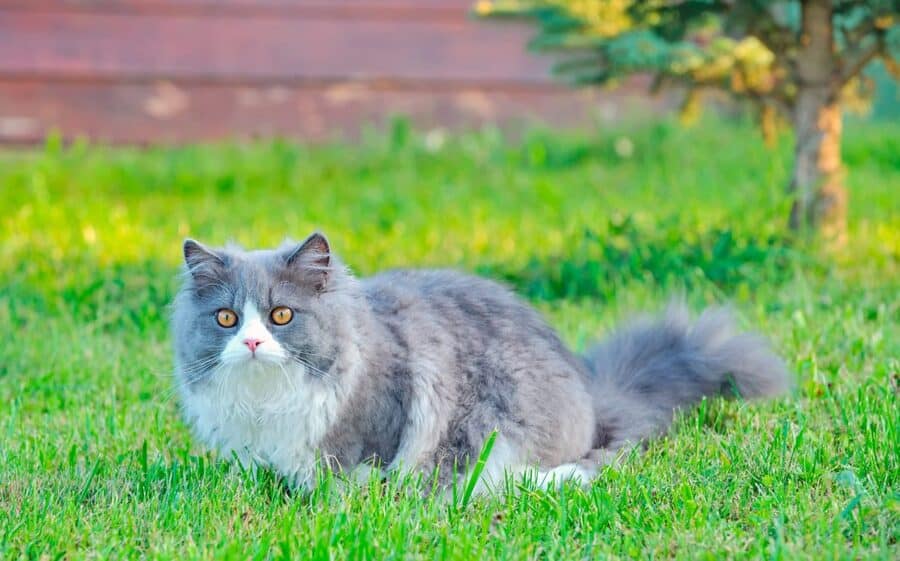 ragdoll cat in the grass