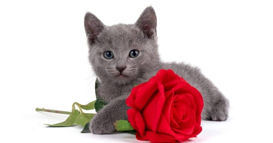 Russian blue cat with a rose